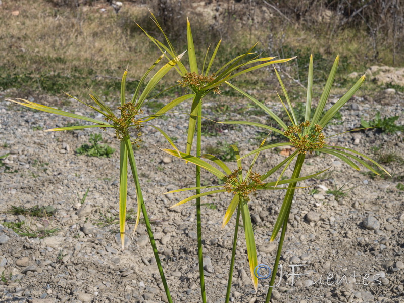 Cyperus involucratus.02