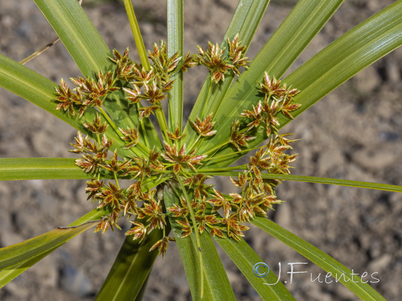 Cyperus involucratus.04