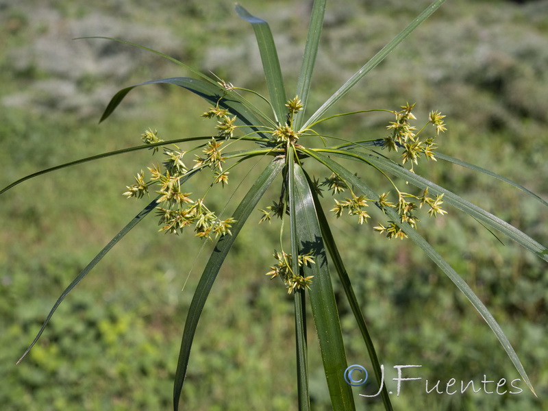 Cyperus involucratus.03