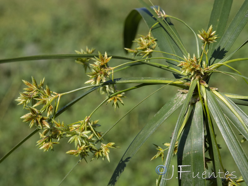 Cyperus involucratus.09