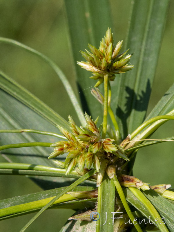 Cyperus involucratus.10