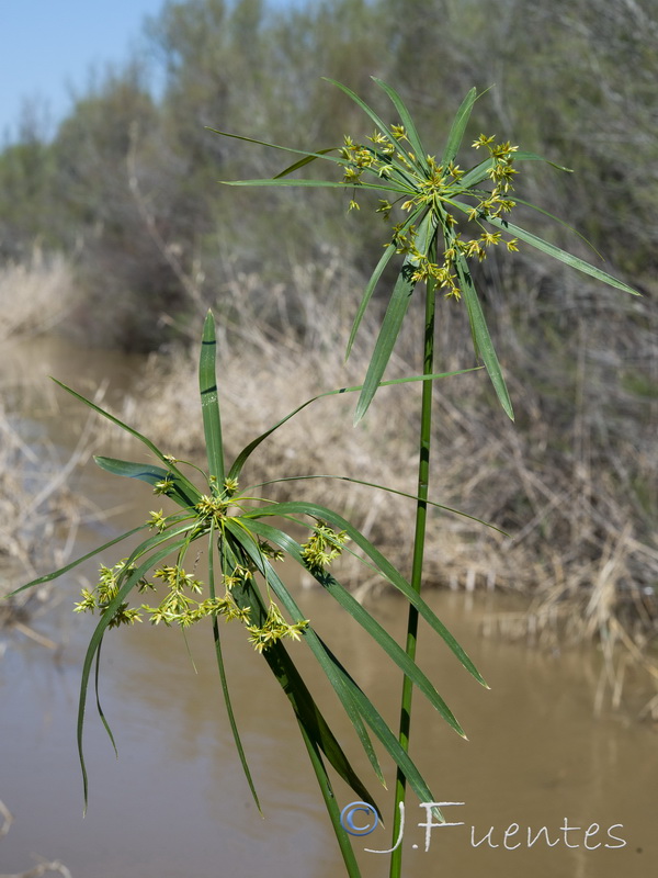 Cyperus involucratus.11