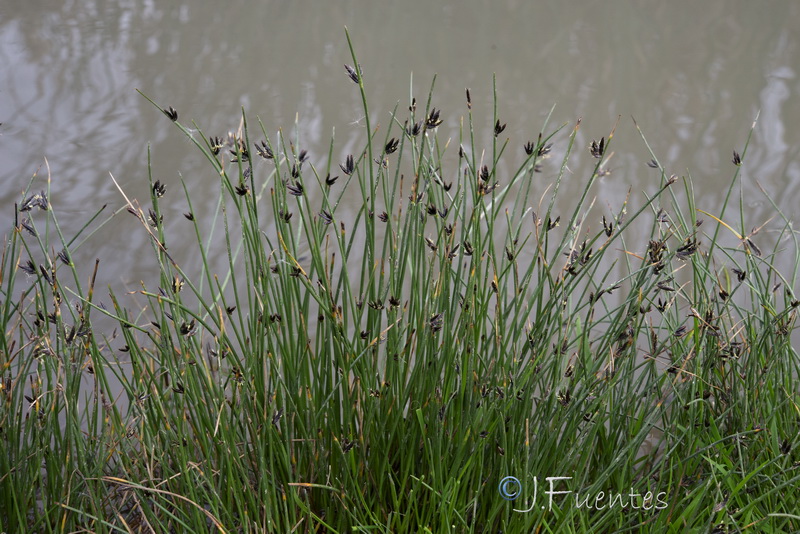 Cyperus laevigatus distachyos.01