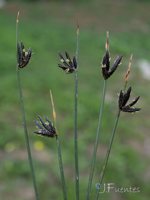 Cyperus laevigatus distachyos.02
