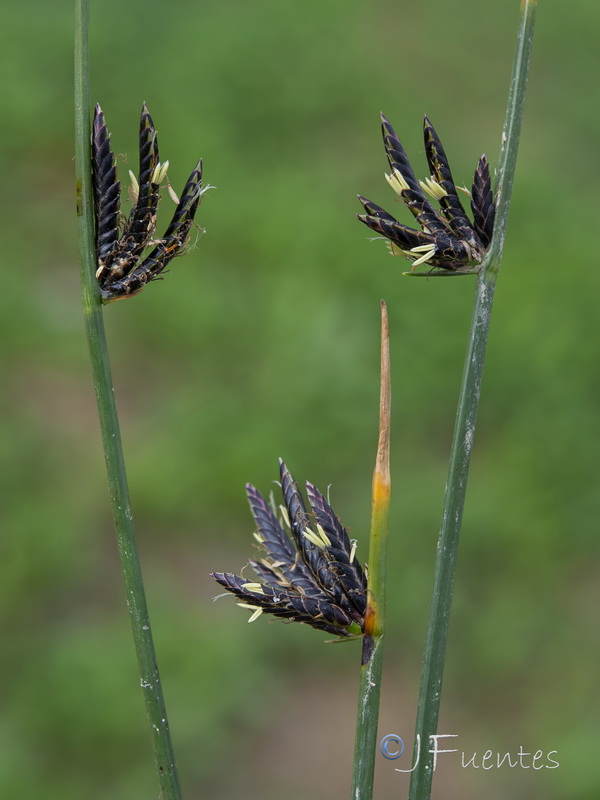 Cyperus laevigatus distachyos.03