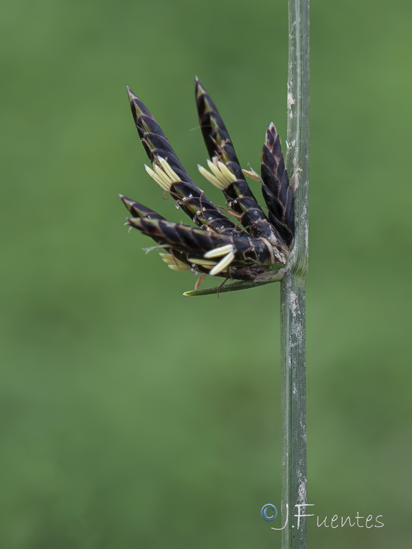 Cyperus laevigatus distachyos.04