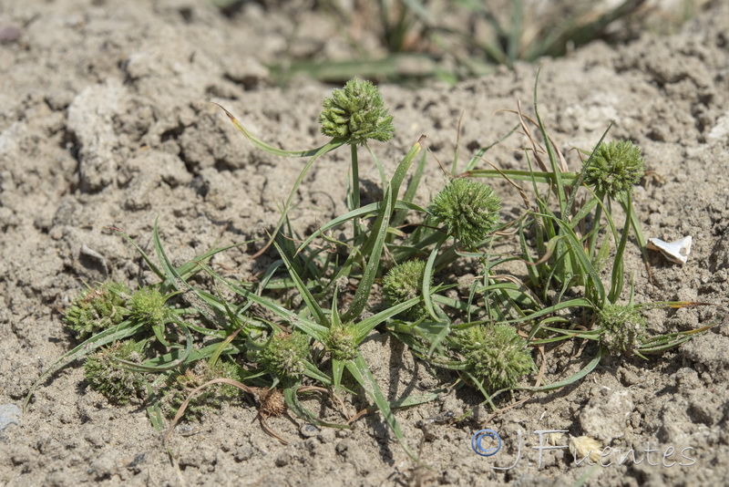 Cyperus michelianus.07