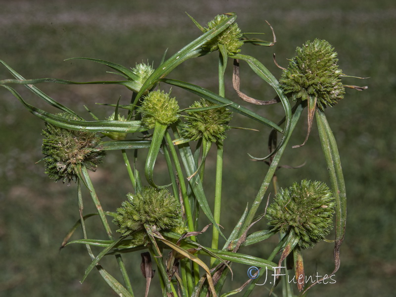 Cyperus michelianus.08