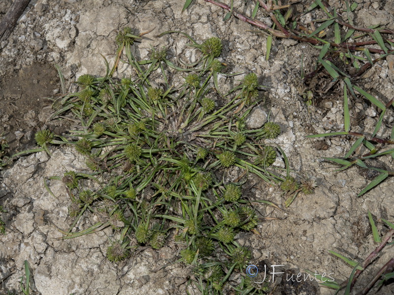 Cyperus michelianus.09