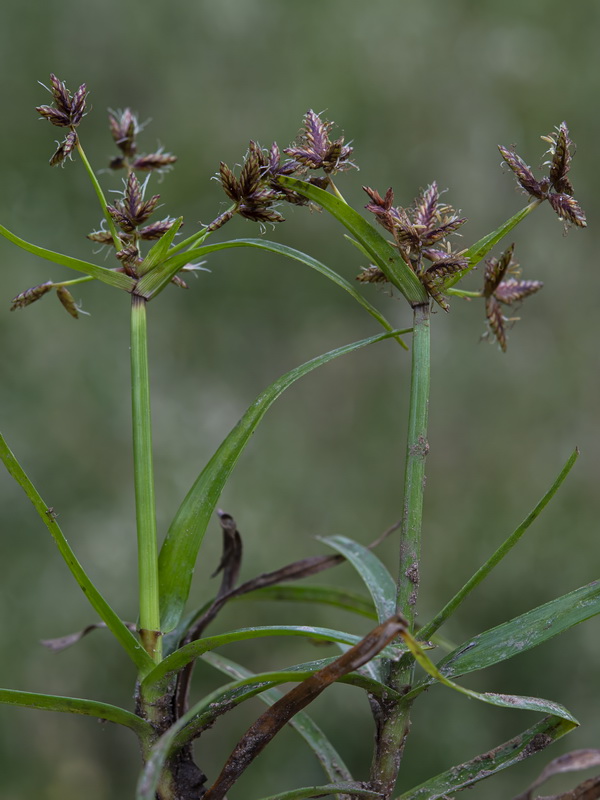 Cyperus mundii.01