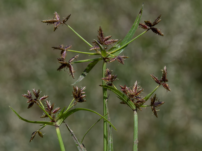Cyperus mundii.02