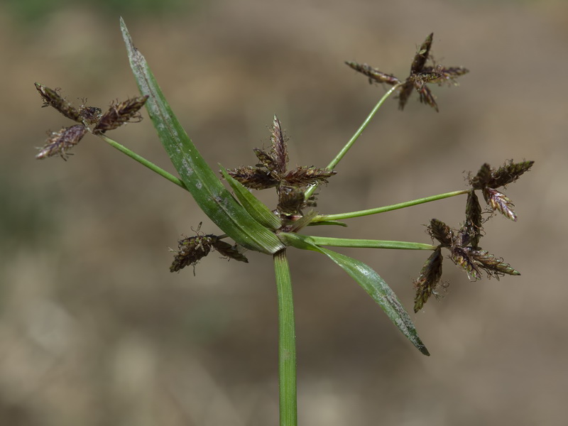 Cyperus mundii.03