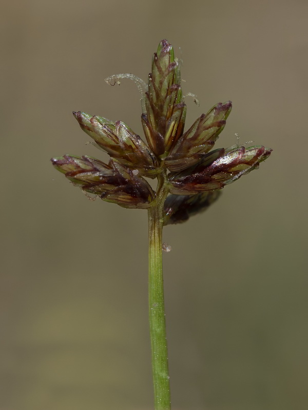 Cyperus mundii.04