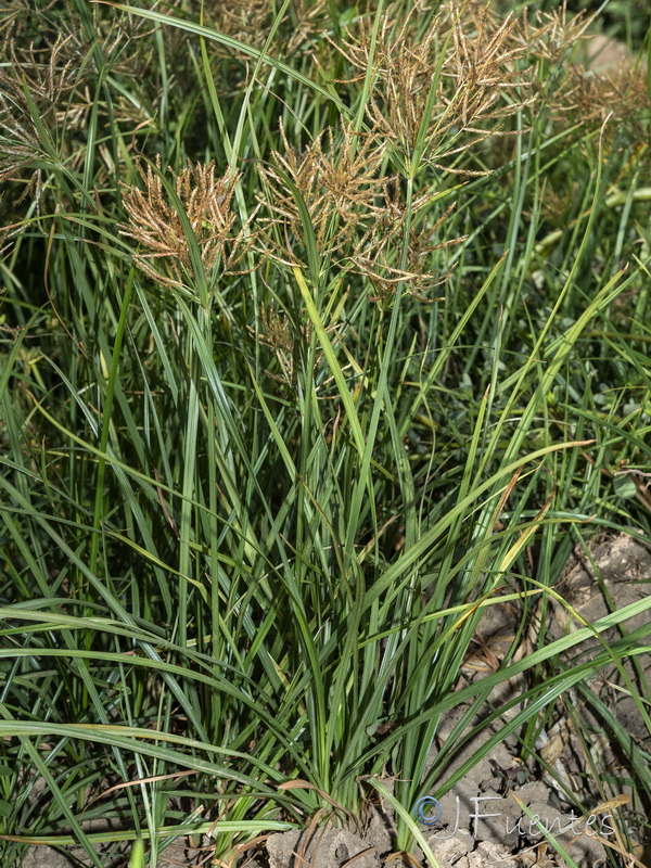 Cyperus rotundus.02