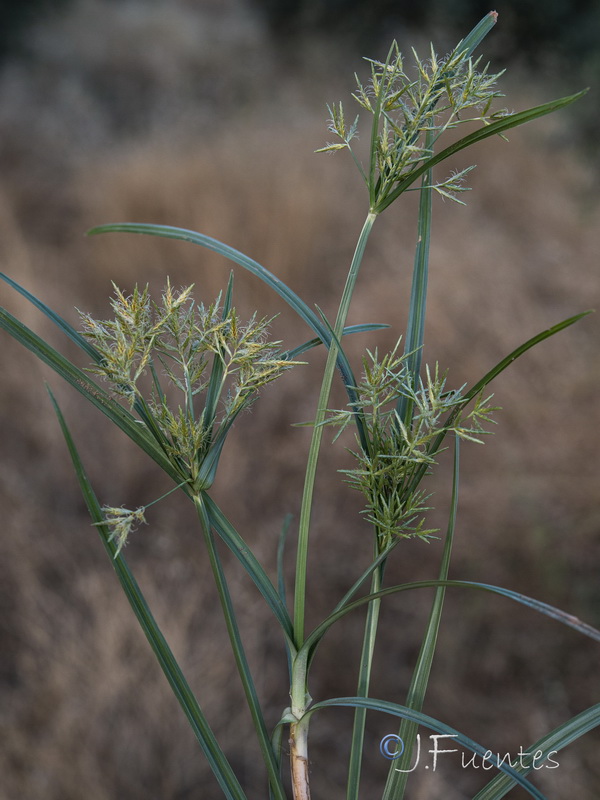 Cyperus rotundus.08