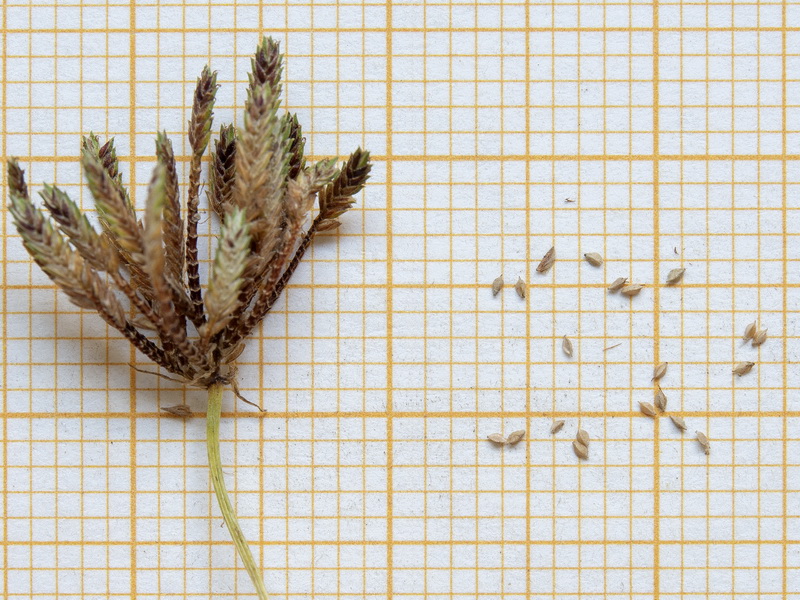 Cyperus rotundus