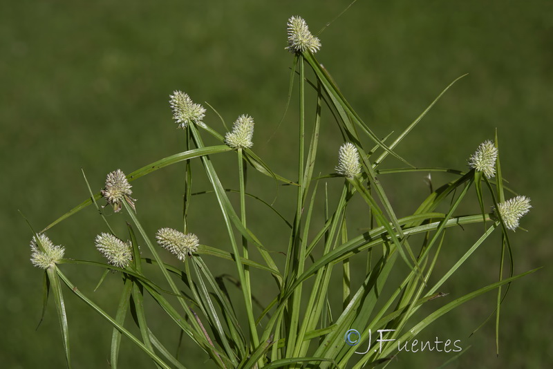 Cyperus sesquiflorus cylindricus.01