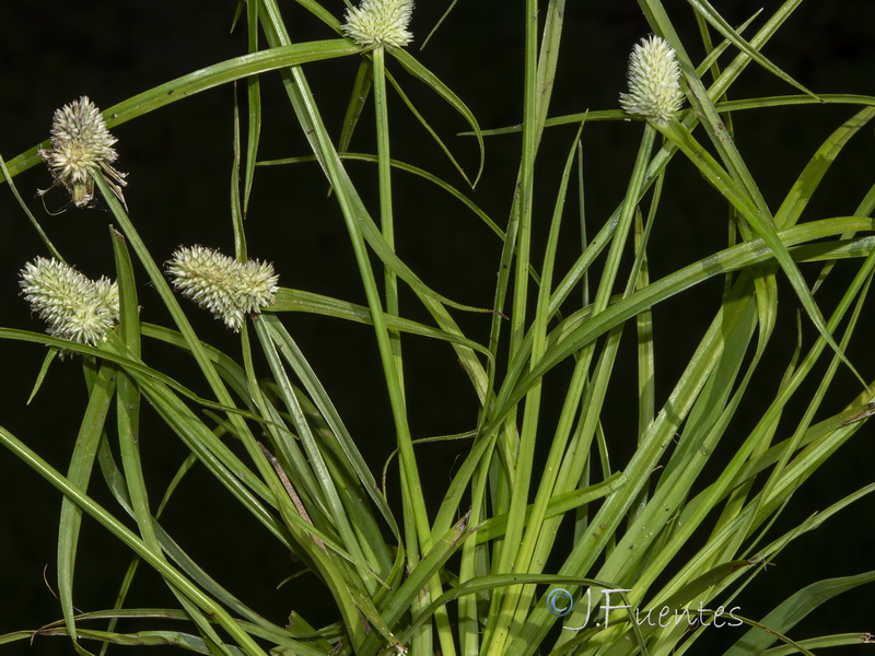 Cyperus sesquiflorus cylindricus.02