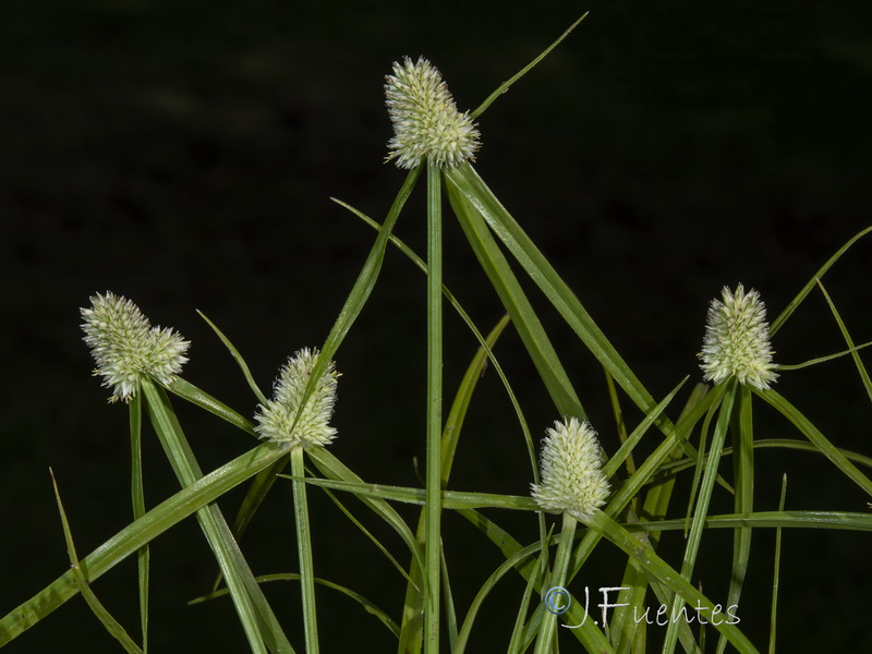 Cyperus sesquiflorus cylindricus.03