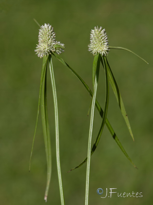 Cyperus sesquiflorus cylindricus.04