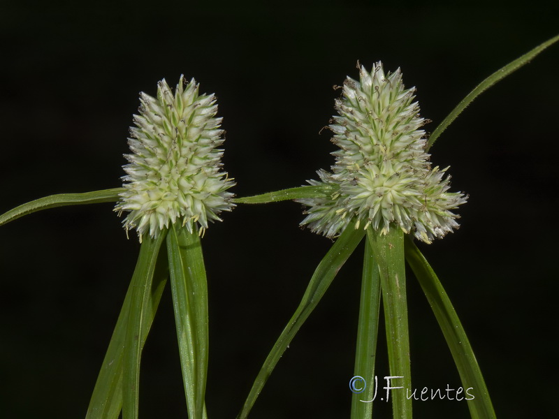 Cyperus sesquiflorus cylindricus.05