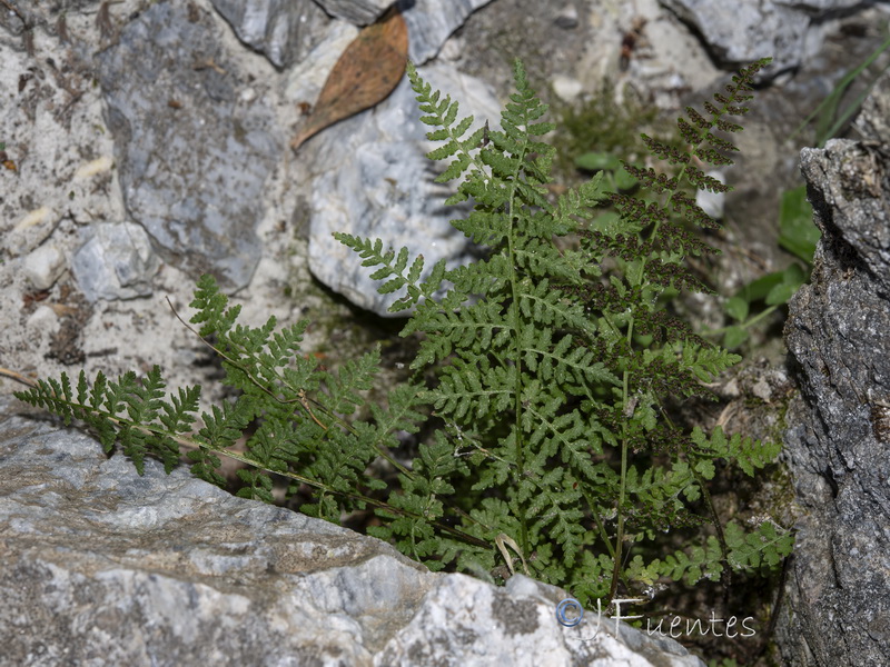 Cystopteris dickieana.07