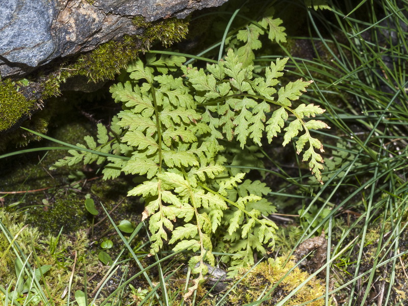Cystopteris fragilis.01