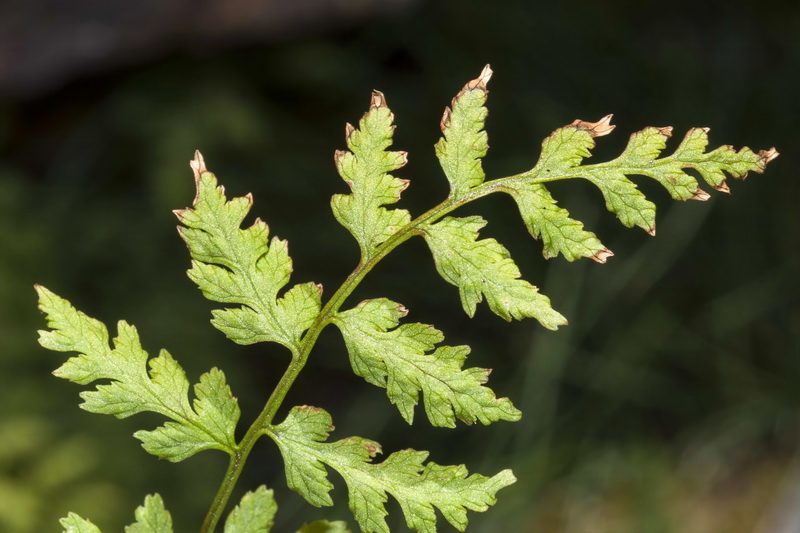 Cystopteris fragilis.02