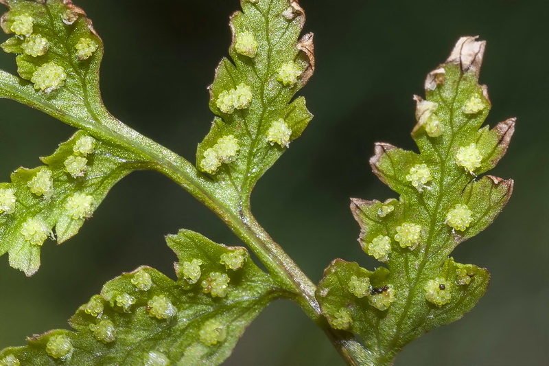 Cystopteris fragilis.04