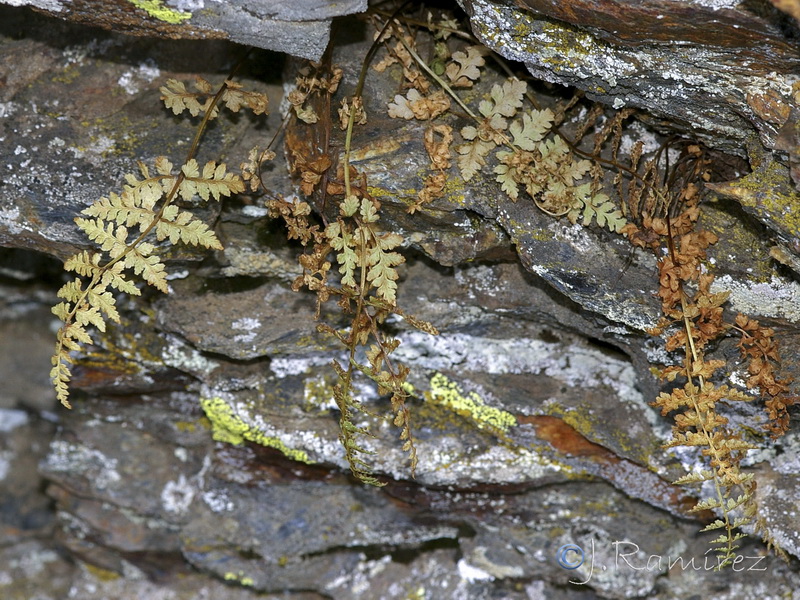 Cystopteris fragilis fragilis.02