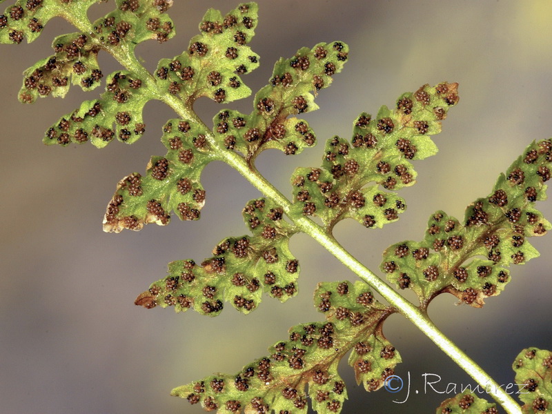 Cystopteris fragilis fragilis.03