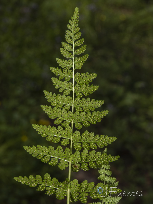 Cystopteris fragilis.03