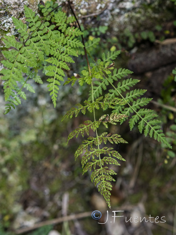 Cystoteris fragilis huteri.03