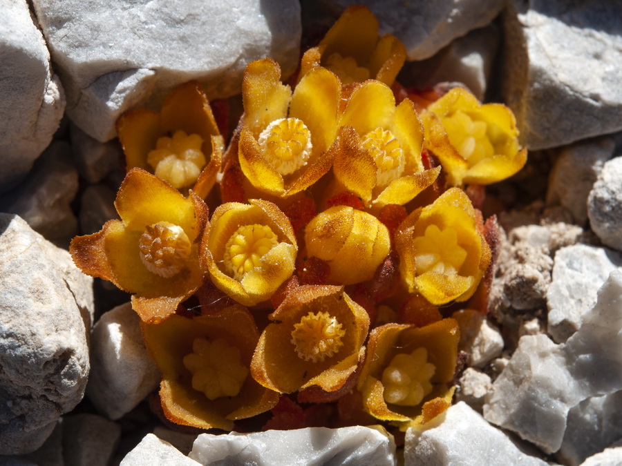Cytinus hypocistis macranthus.04