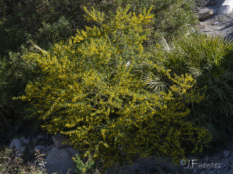 Cytisus arboreus catalaunicus.05