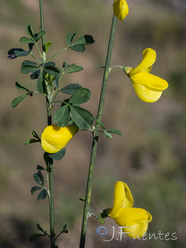 Cytisus arboreus catalaunicus.06