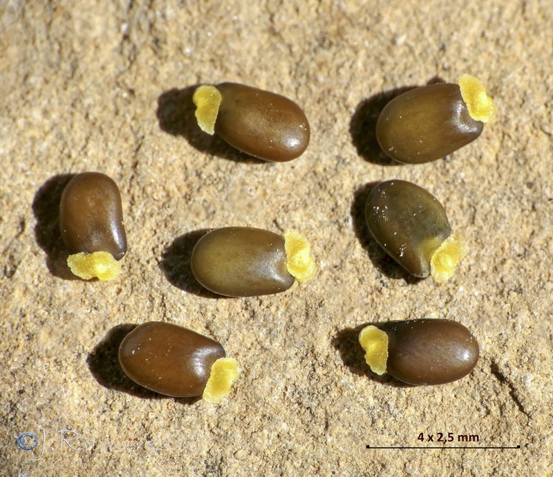 Cytisus arboreus catalaunicus.10