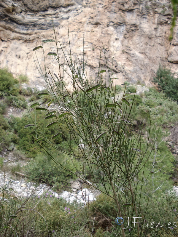 Cytisus arboreus catalaunicus