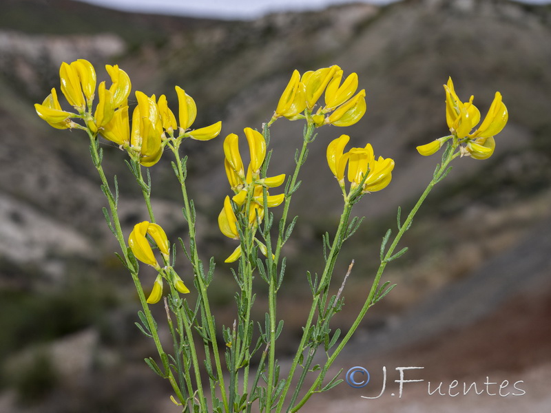 Cytisus fontanesii fontanesii.25