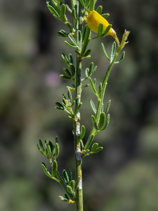 Cytisus fontanesii fontanesii.28