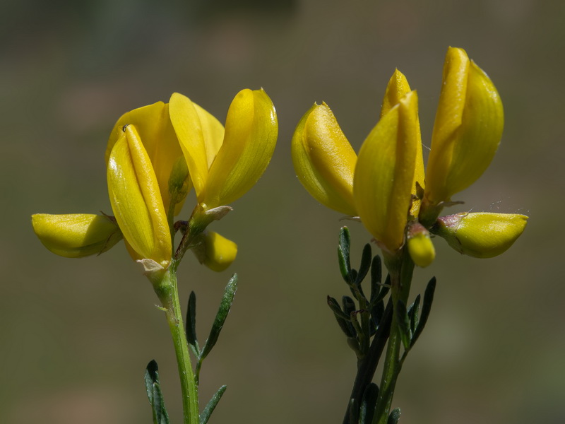 Cytisus fontanesii fontanesii.29