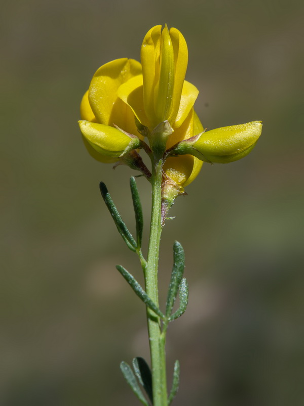 Cytisus fontanesii fontanesii.30