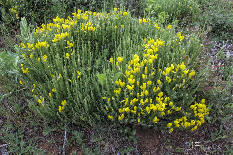 Cytisus fontanesii plumosus.01
