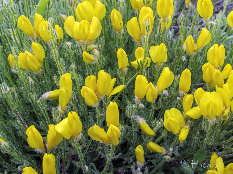 Cytisus fontanesii plumosus.03