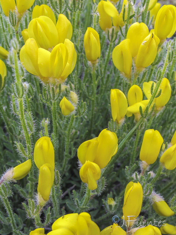 Cytisus fontanesii plumosus.06