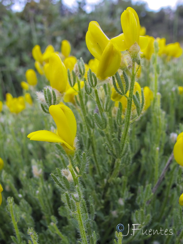 Cytisus fontanesii plumosus.07