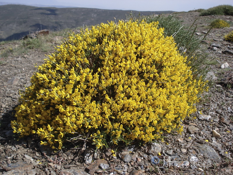 Cytisus galianoi.12