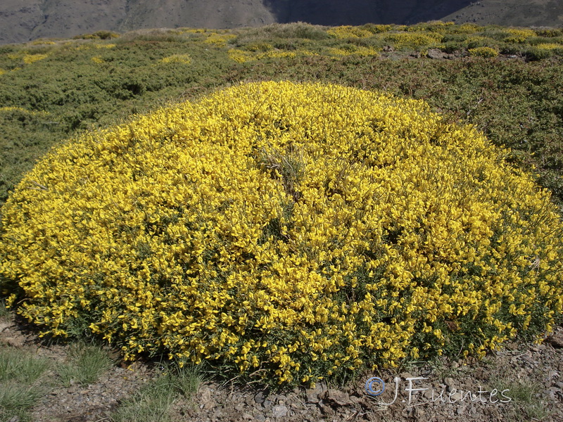 Cytisus galianoi.13