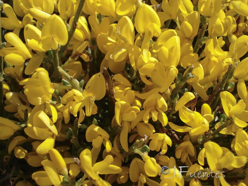 Cytisus galianoi.14