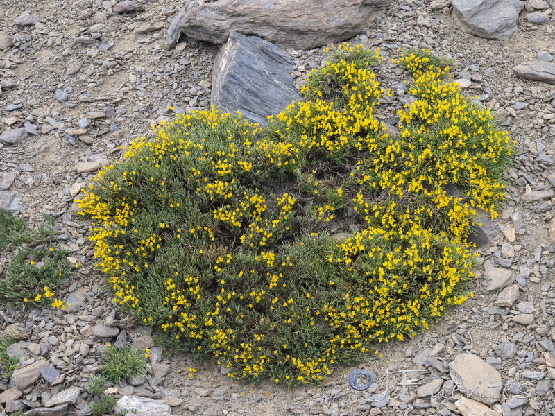 Cytisus galianoi.17